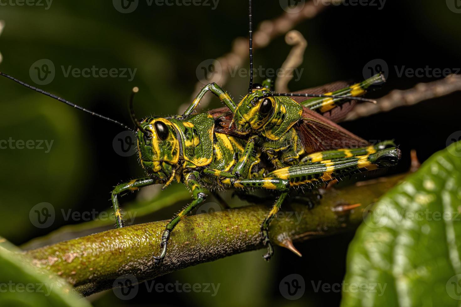 Adult Soldier Grasshoppers photo