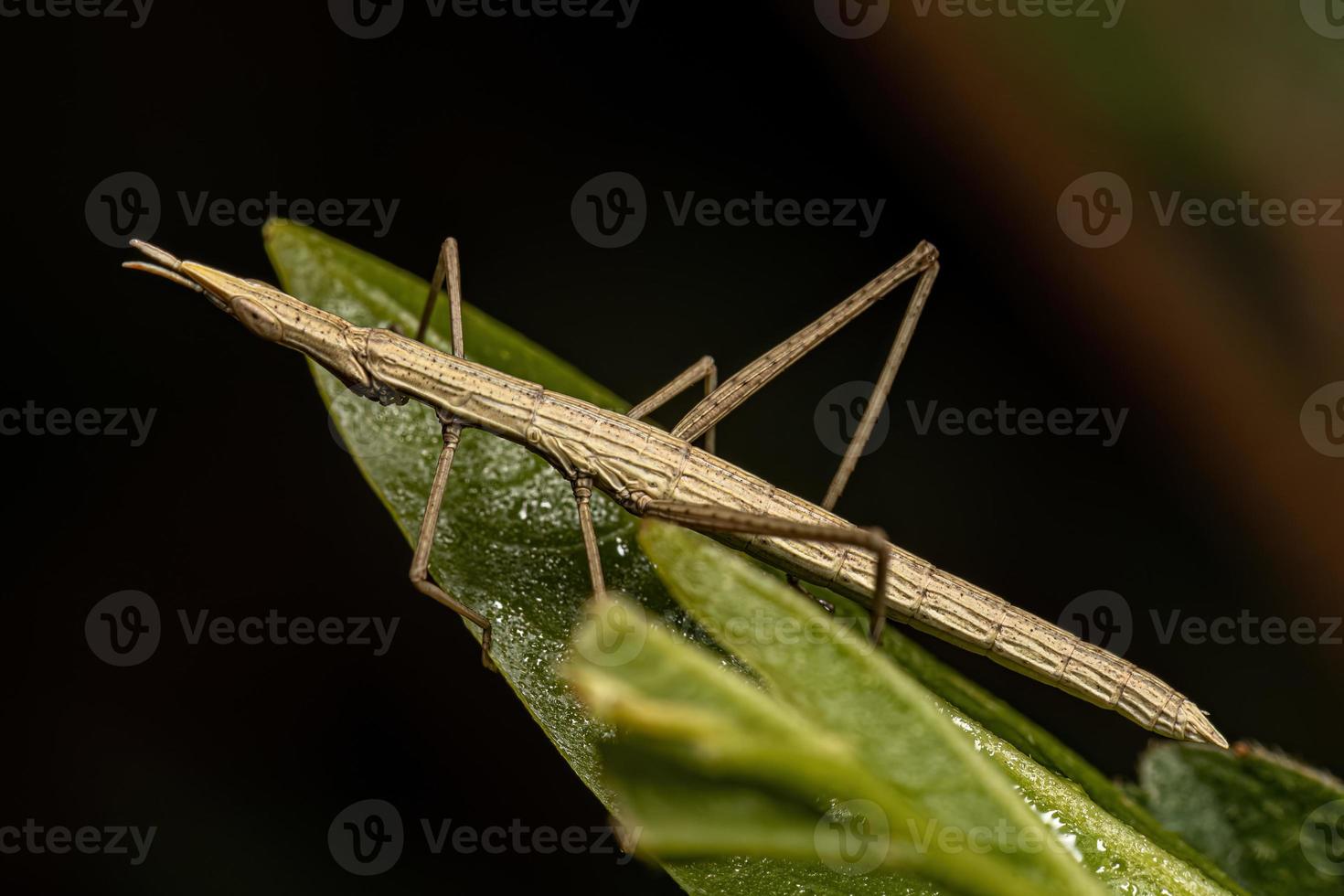 saltamontes palo neotropical foto