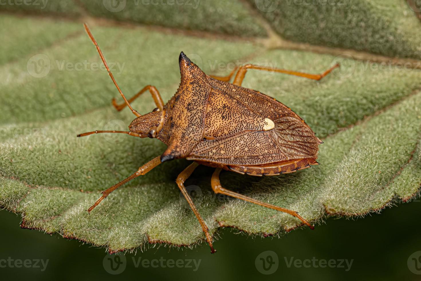 Adult Stink bug photo