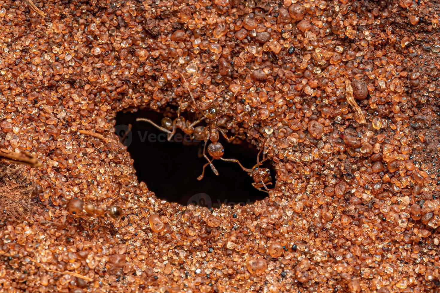 Adult Female Big-headed Ants photo