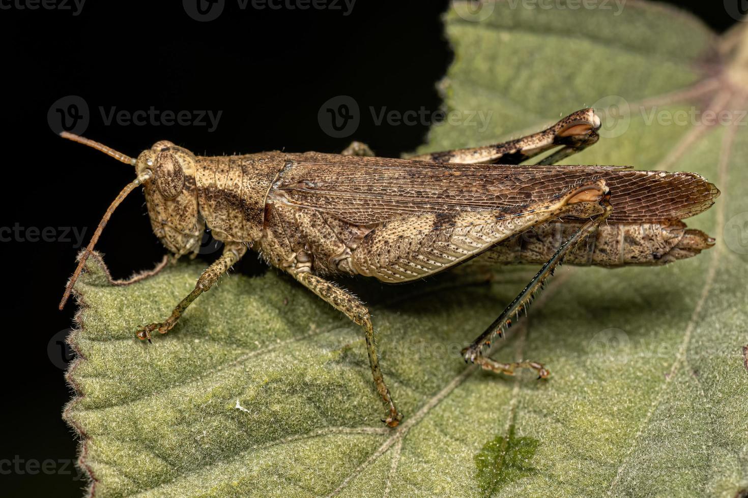 Adult Short-horned Grasshopper photo