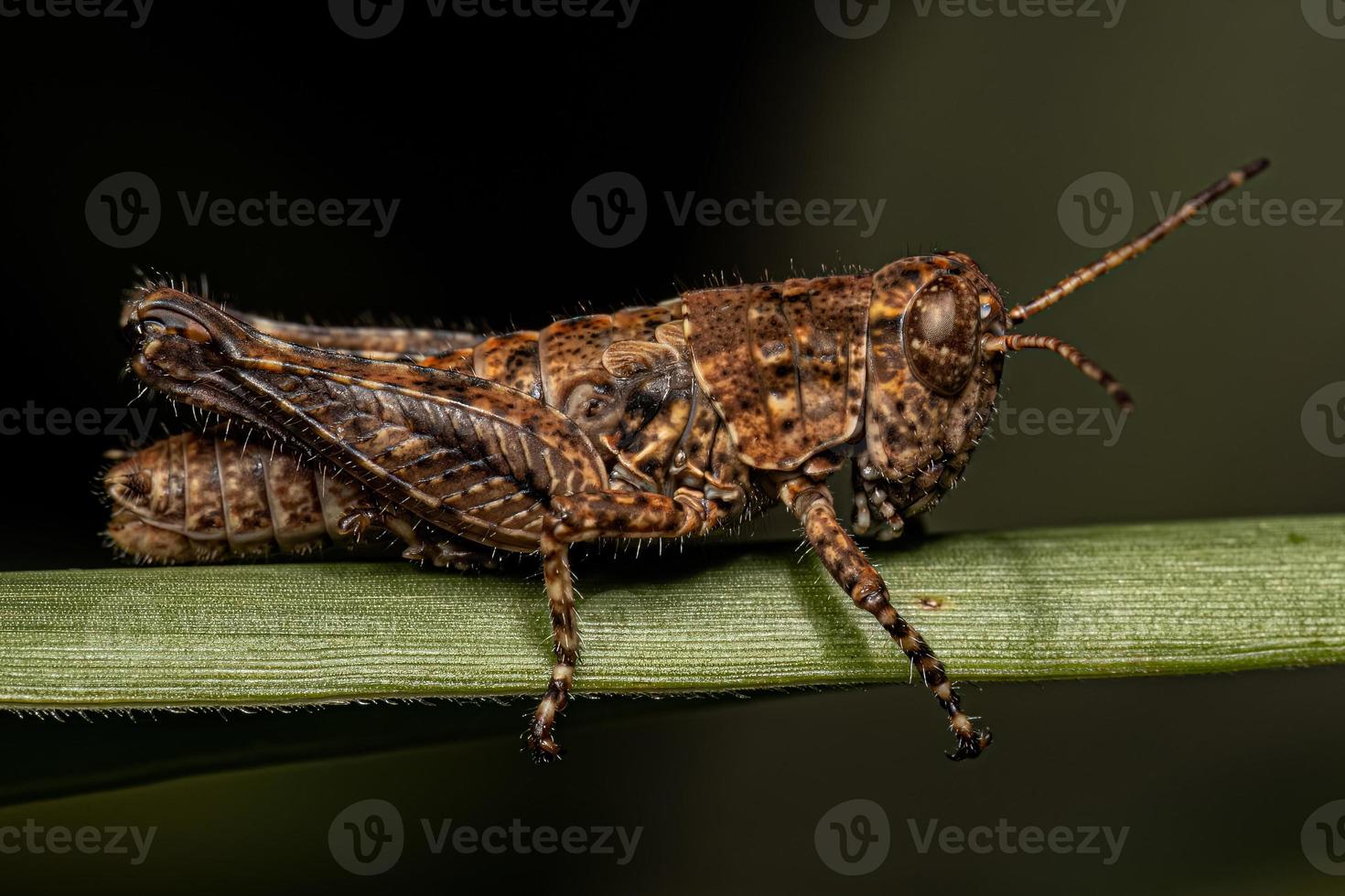 Spur-throated Grasshopper Insect photo