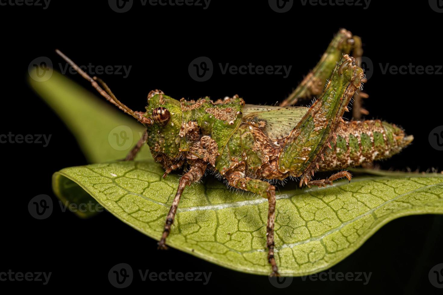 Short-horned Grasshopper Insect photo