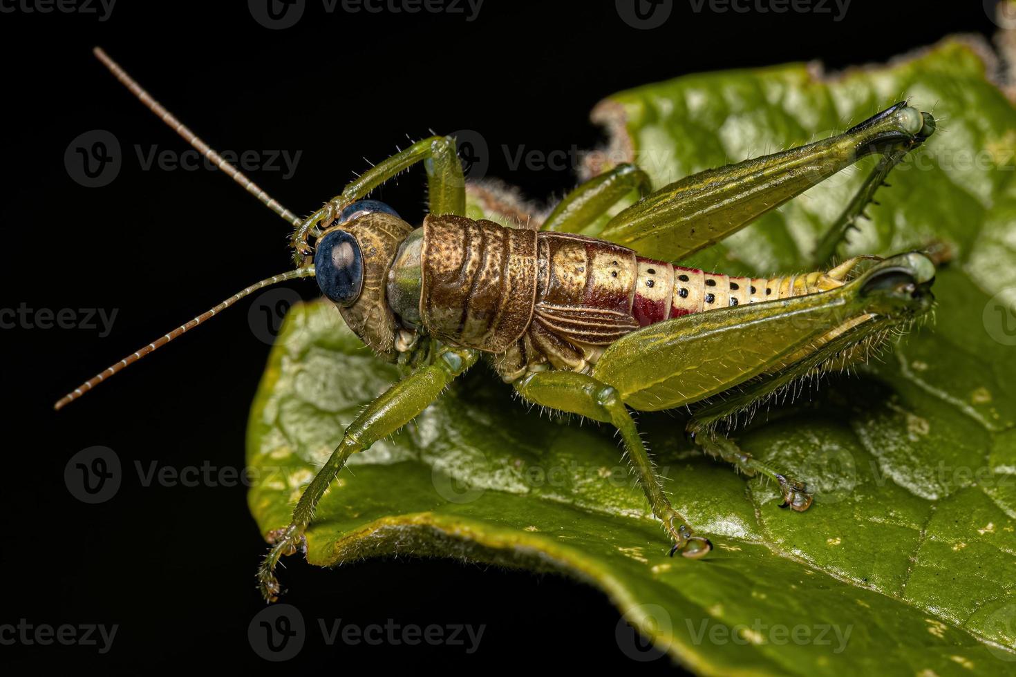 insecto saltamontes de garganta puntiaguda foto