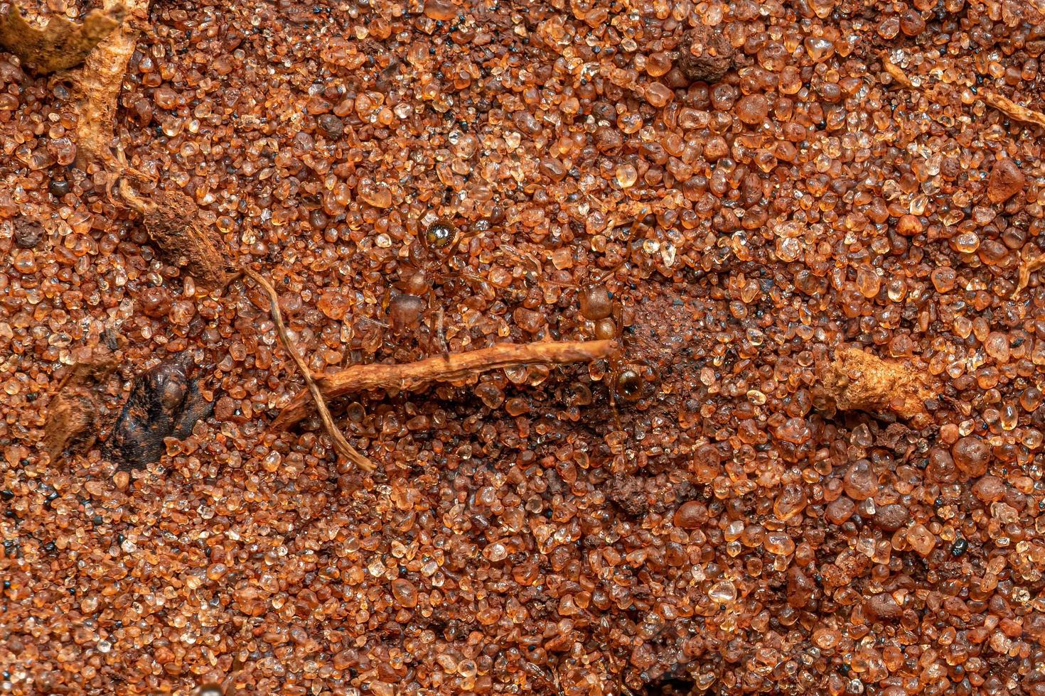 Adult Female Big-headed Ants photo