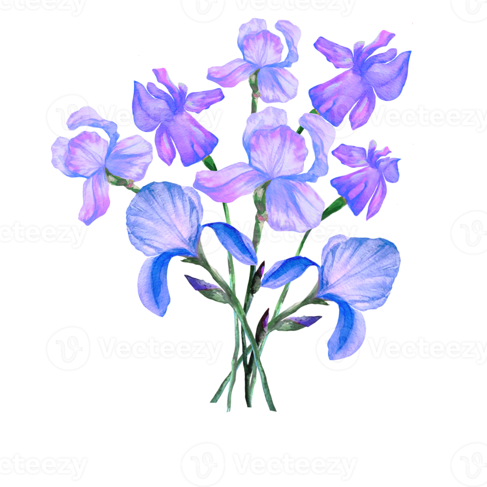 bouquet of irises watercolor illustration png