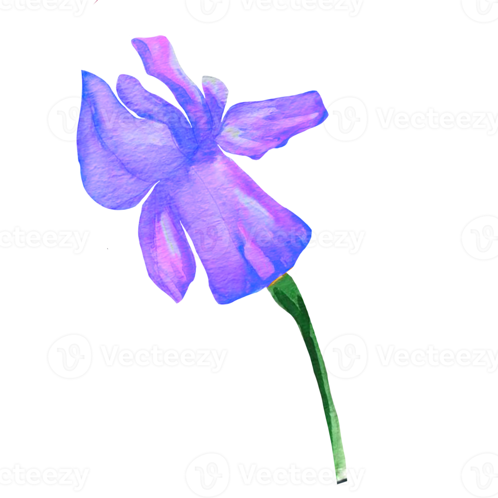 aquarelle de fleur d'iris violet png