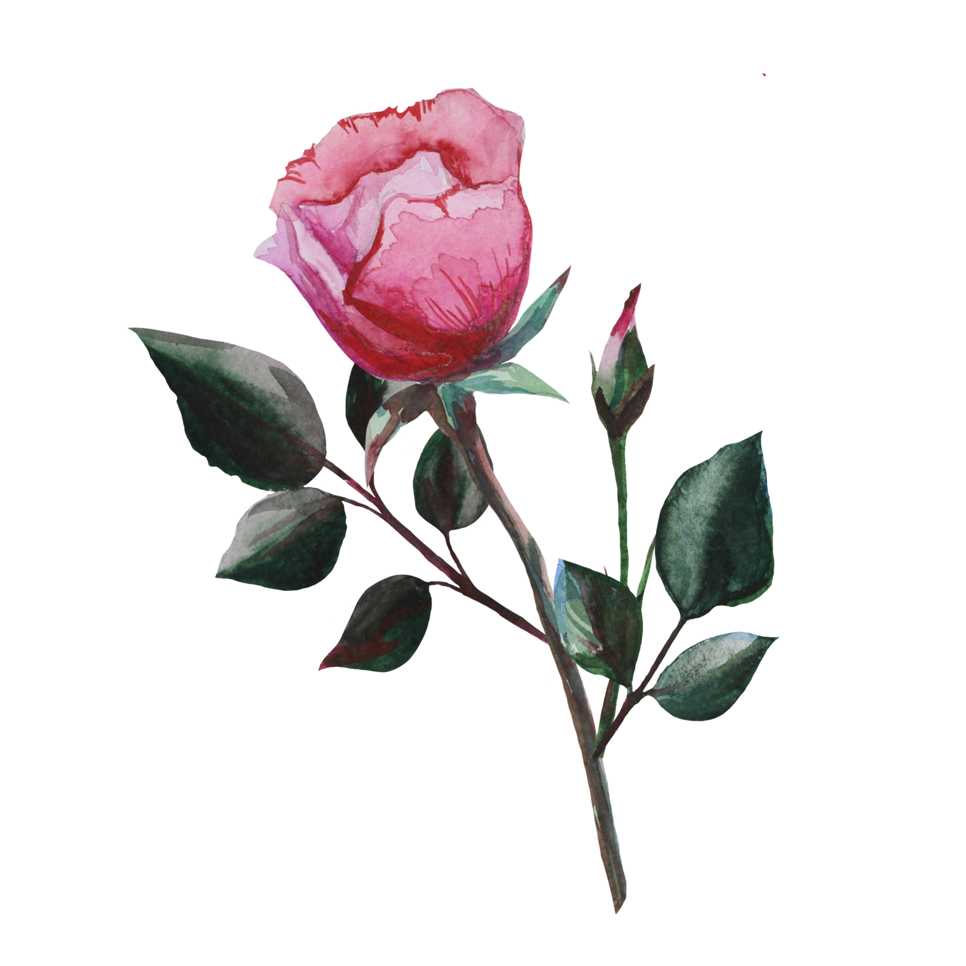 Free rose watercolor illustration 16327605 PNG with Transparent Background