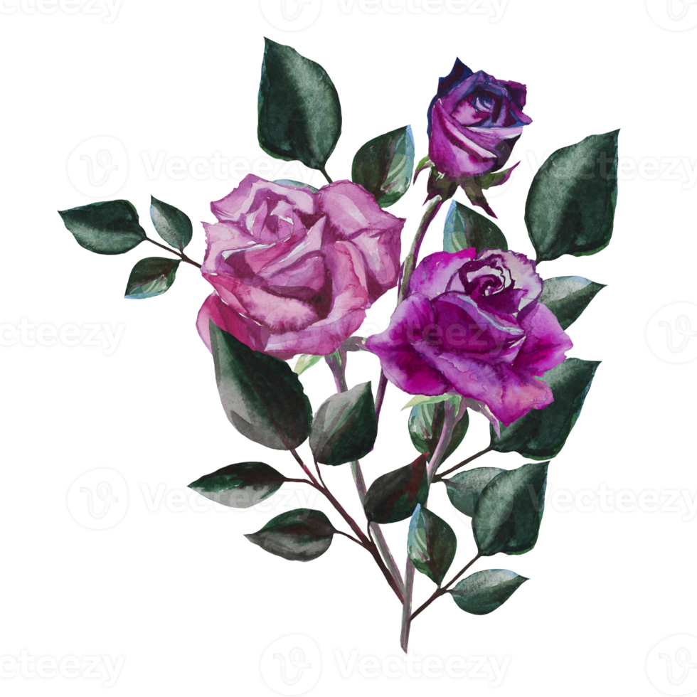 roses watercolor illustration png