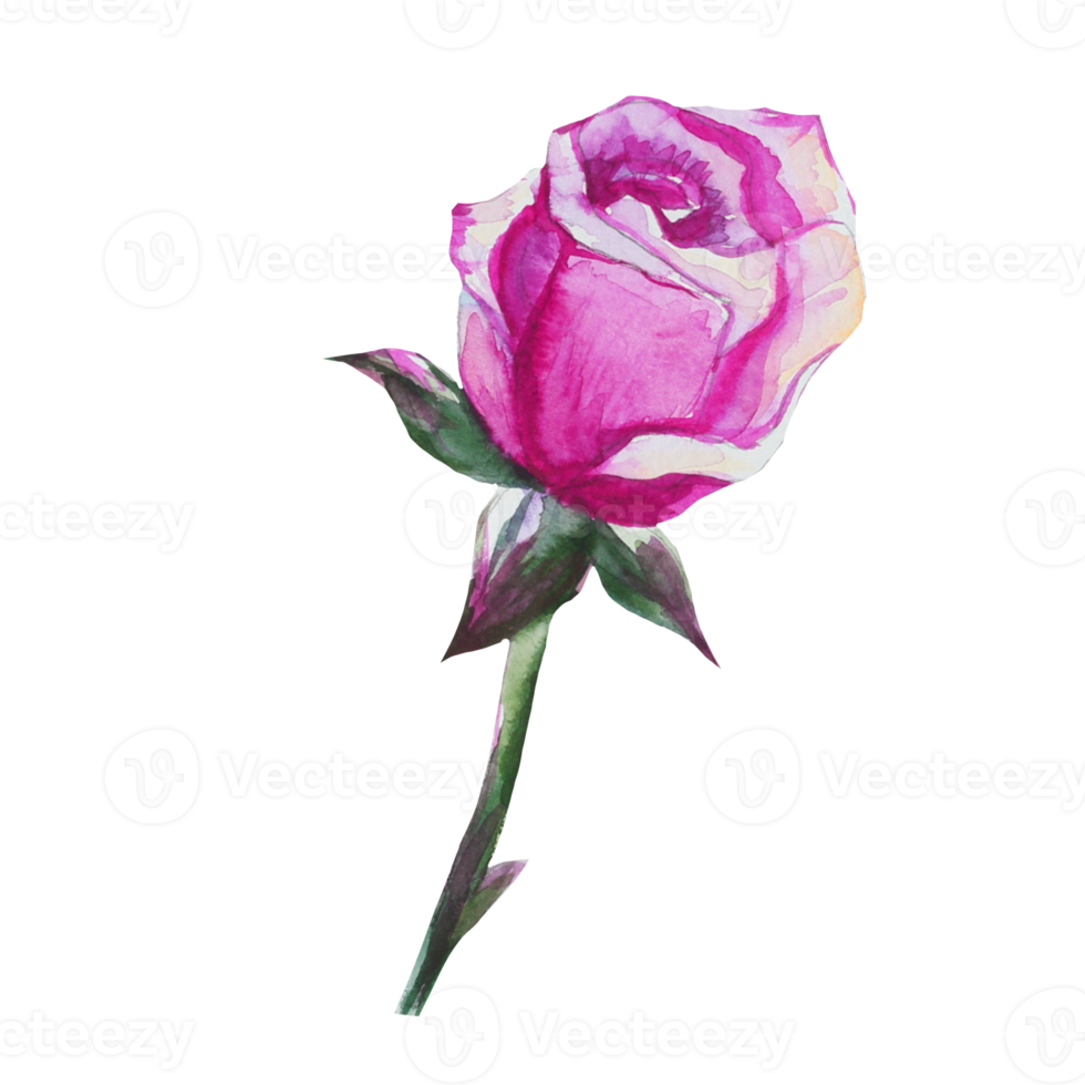 rosebud watercolor illustration 16327610 PNG