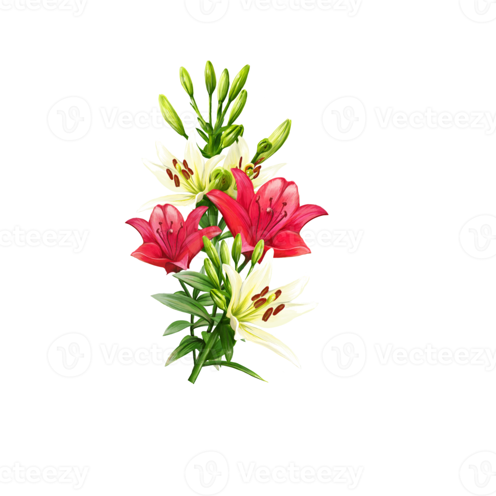 Blumenstrauß aus mehrfarbigen Lilien, Taglilienillustration png