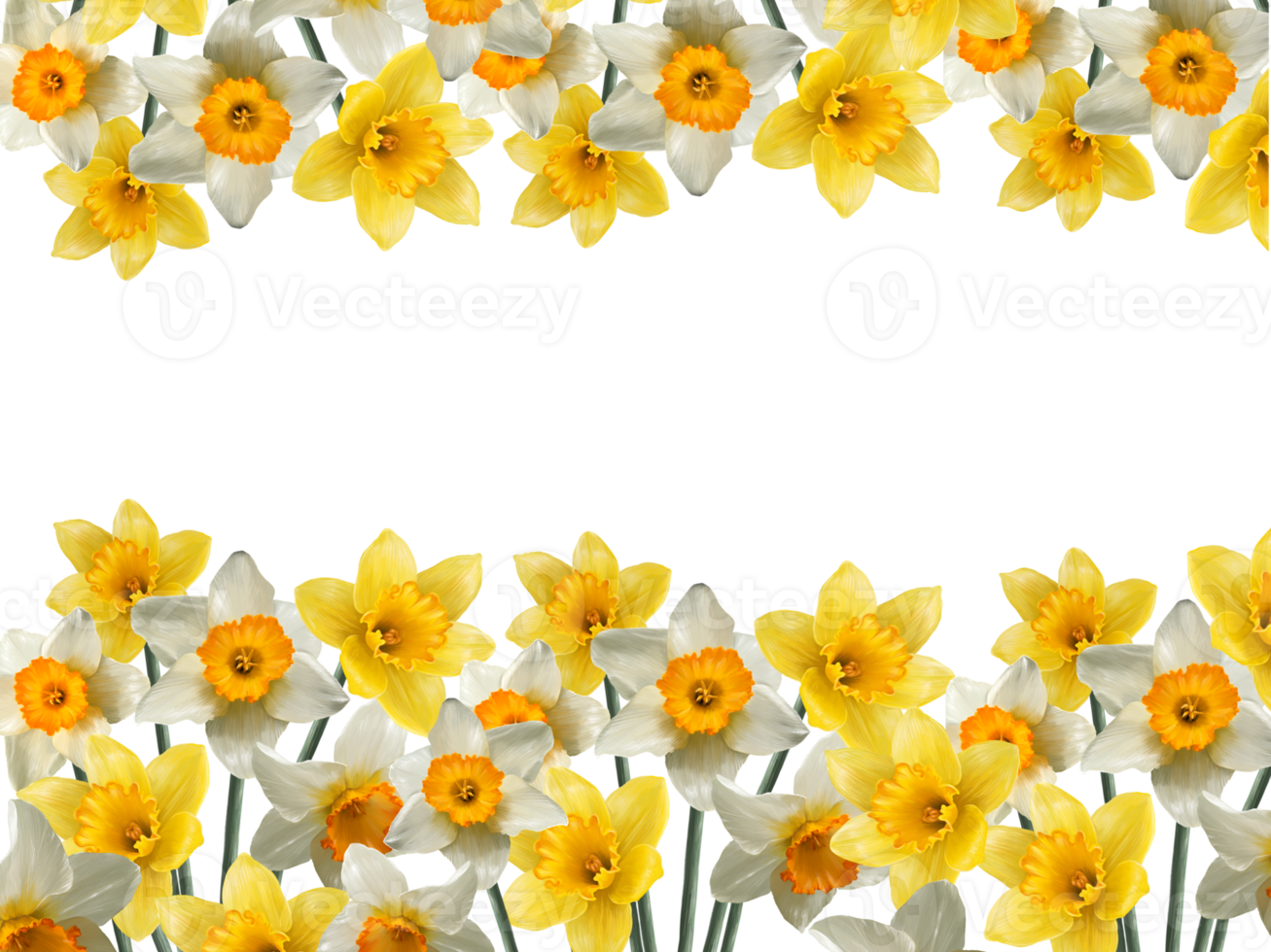 border of flowers of daffodils png