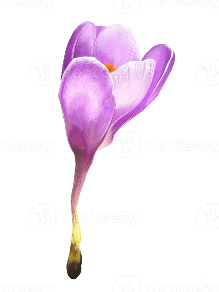 blooming saffron freehand drawing png