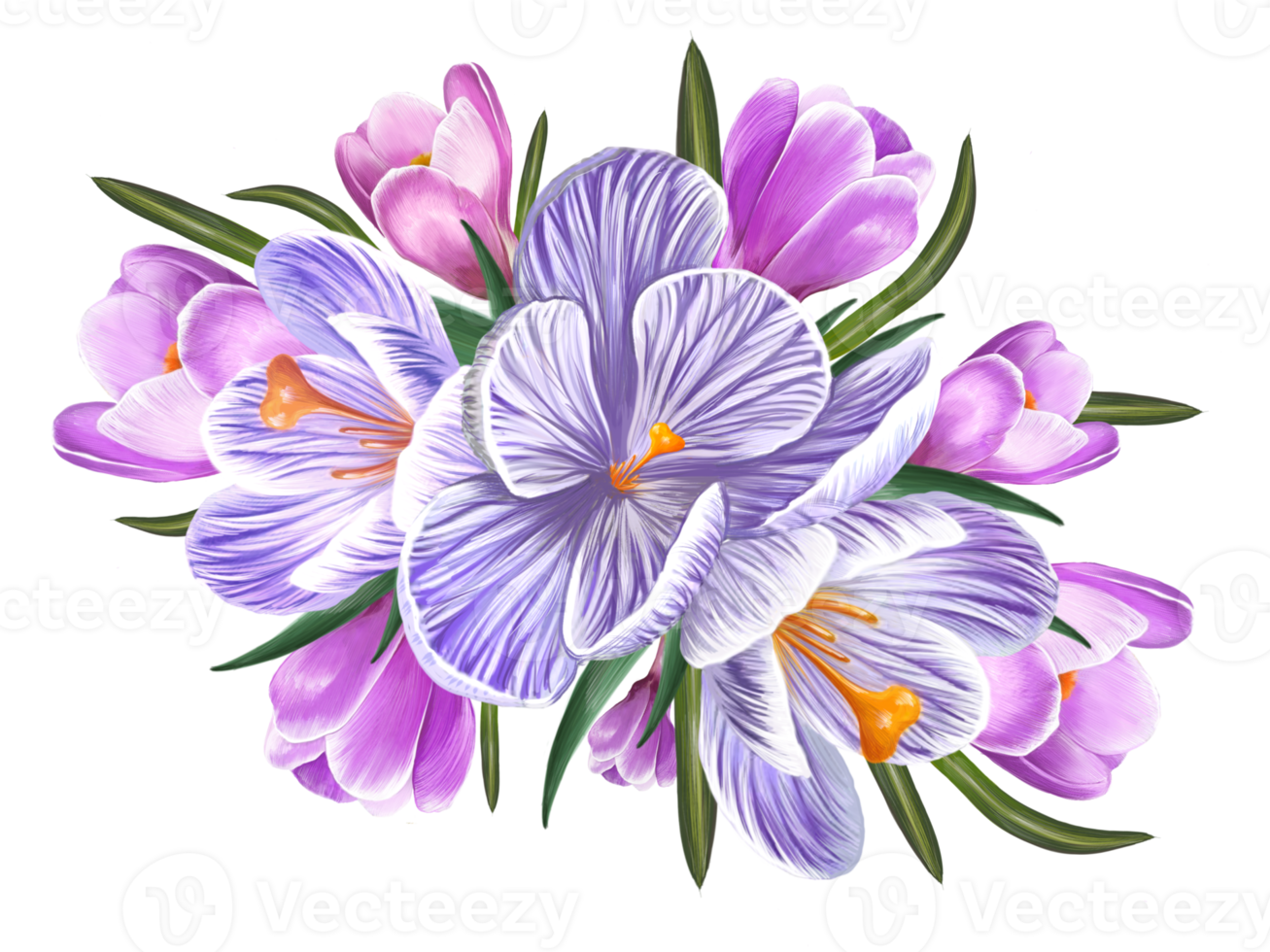 bouquet of spring crocus flowers png