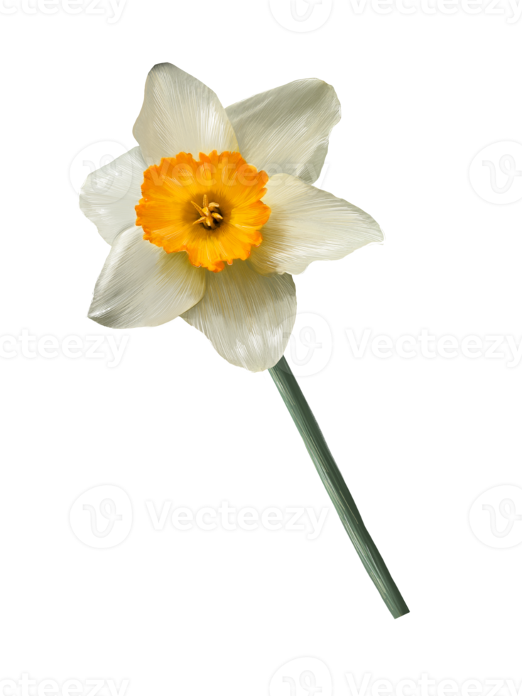Free white daffodil flower illustration isolated on 16327663 PNG with