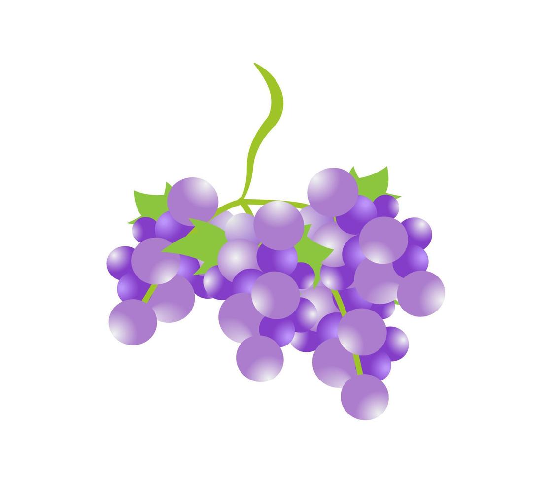 bunch of grapes isolated on white background vector