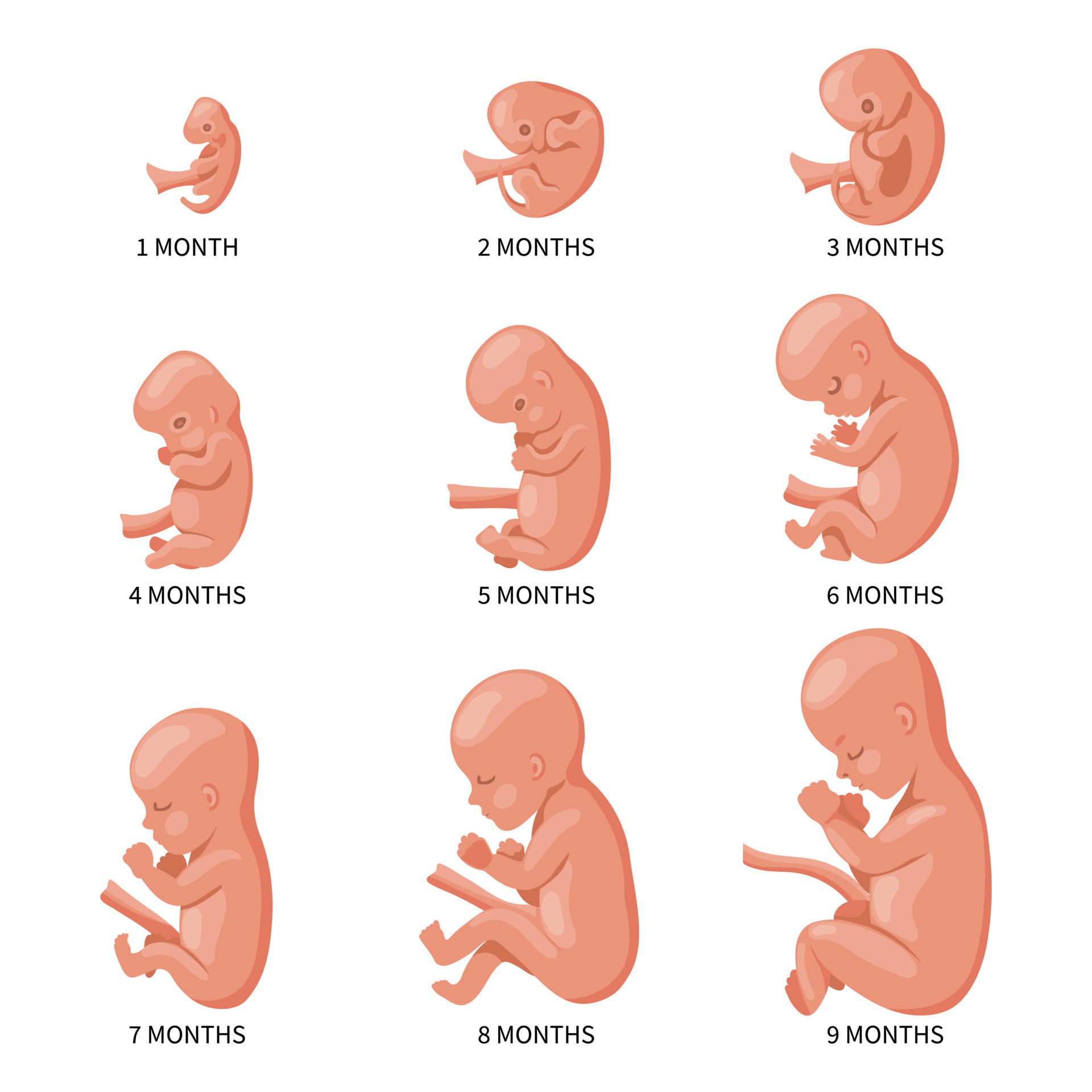 Embryo In The Womb Set Development And Growth Of The Fetus At 