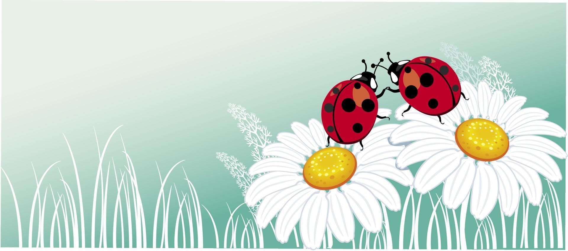 Two ladybirds on the chamomile vector