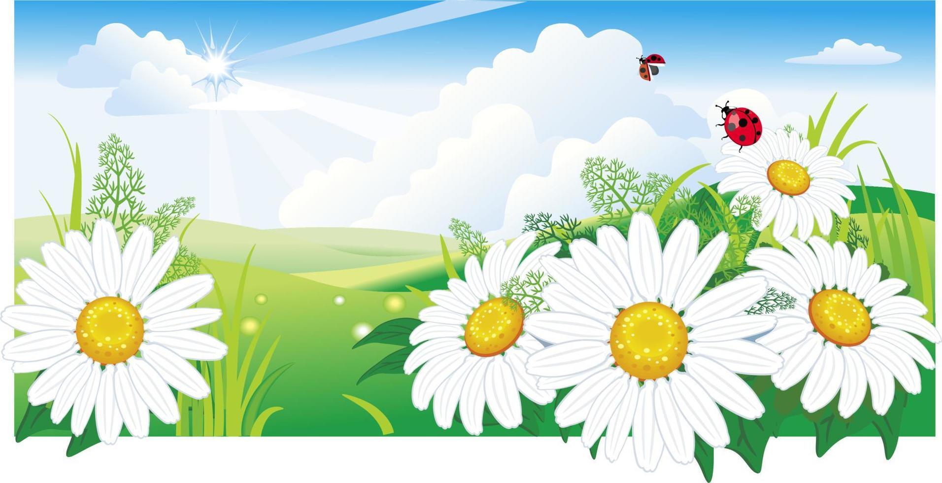 Chamomile on blue sky vector