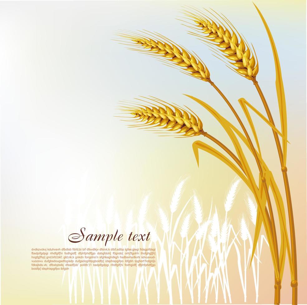 Background with wheat vector