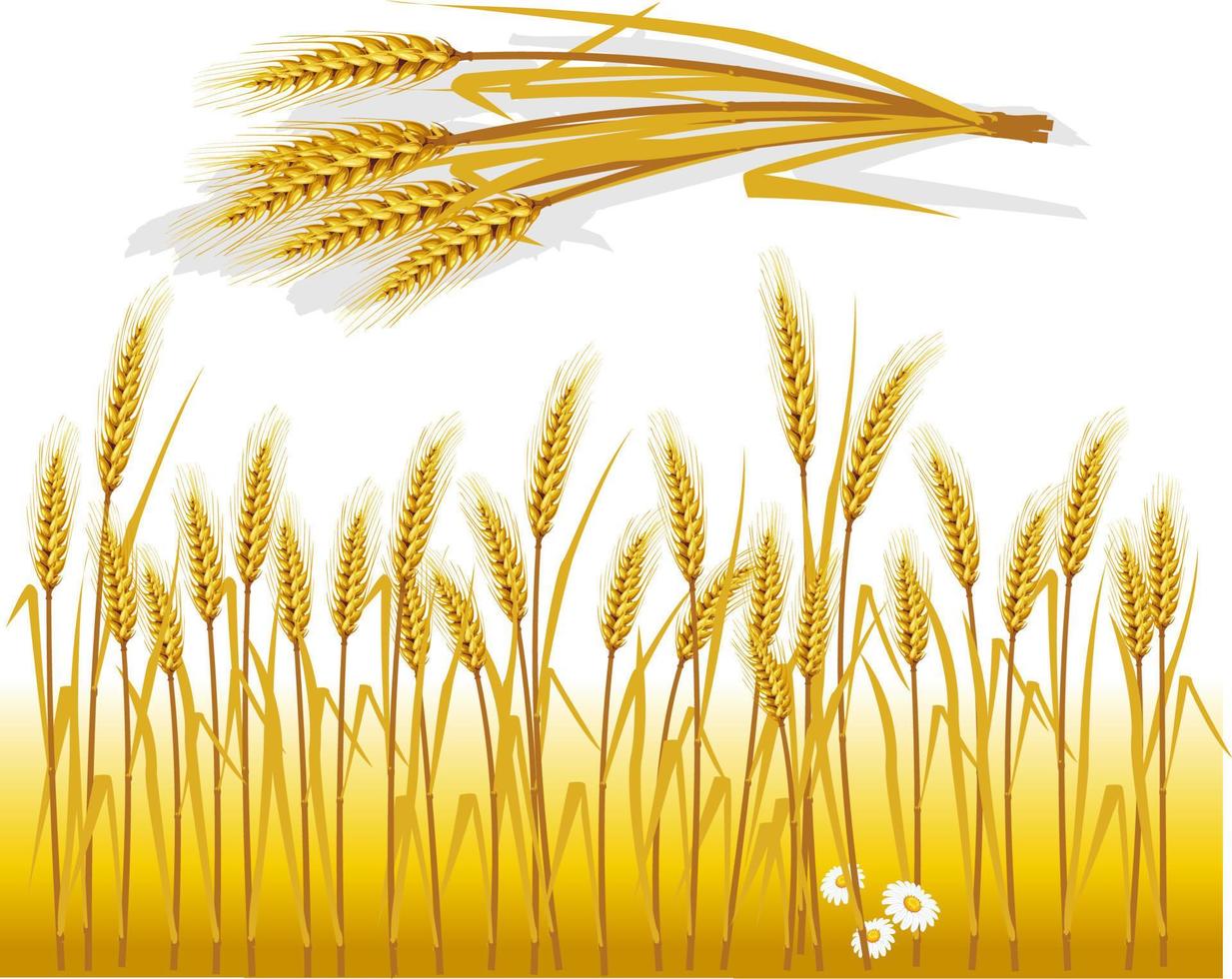 Background with wheat vector