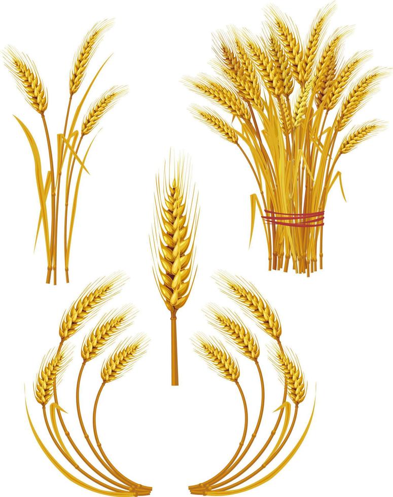 Spike of wheat vector