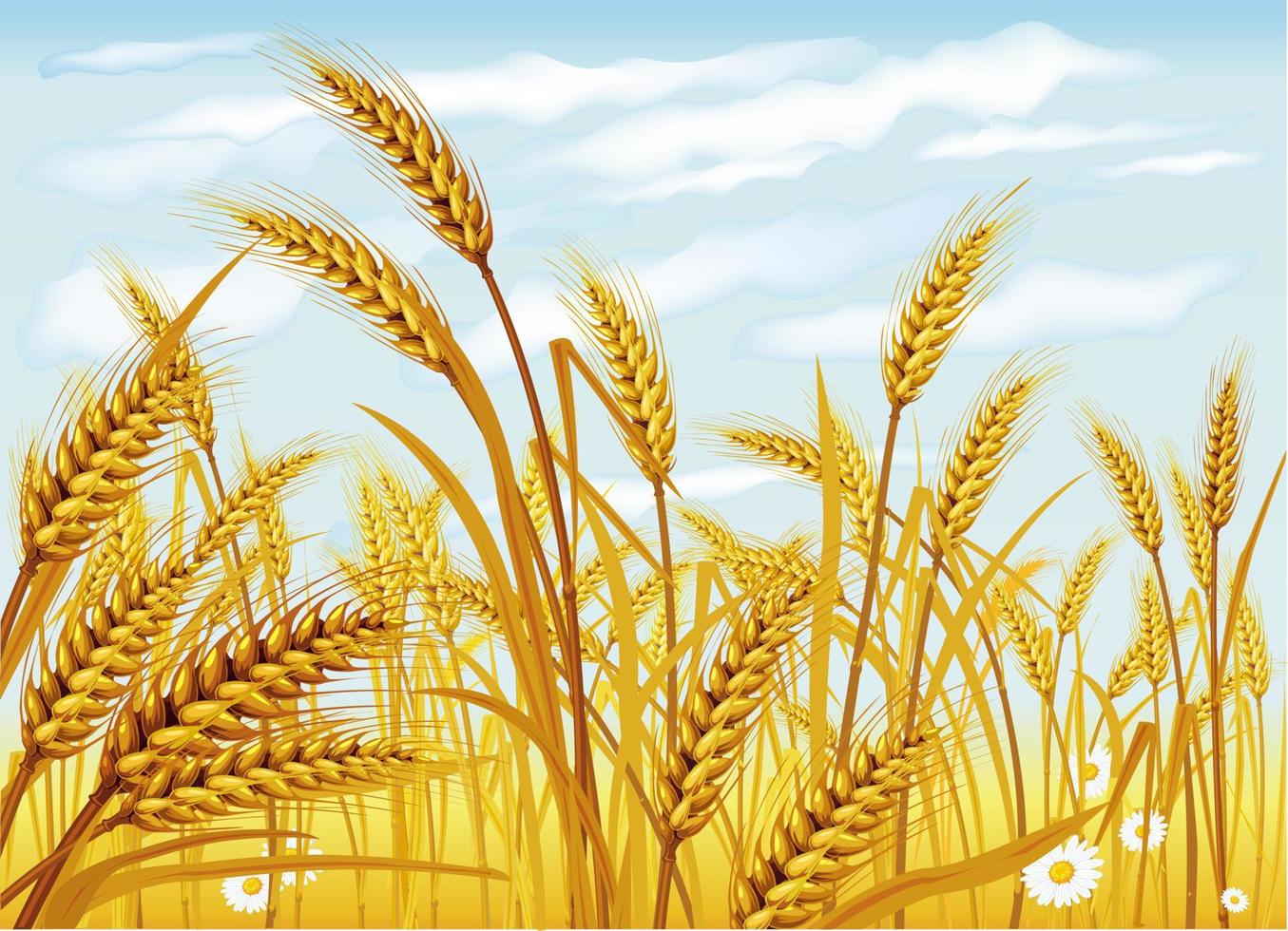 Wheat in the field vector