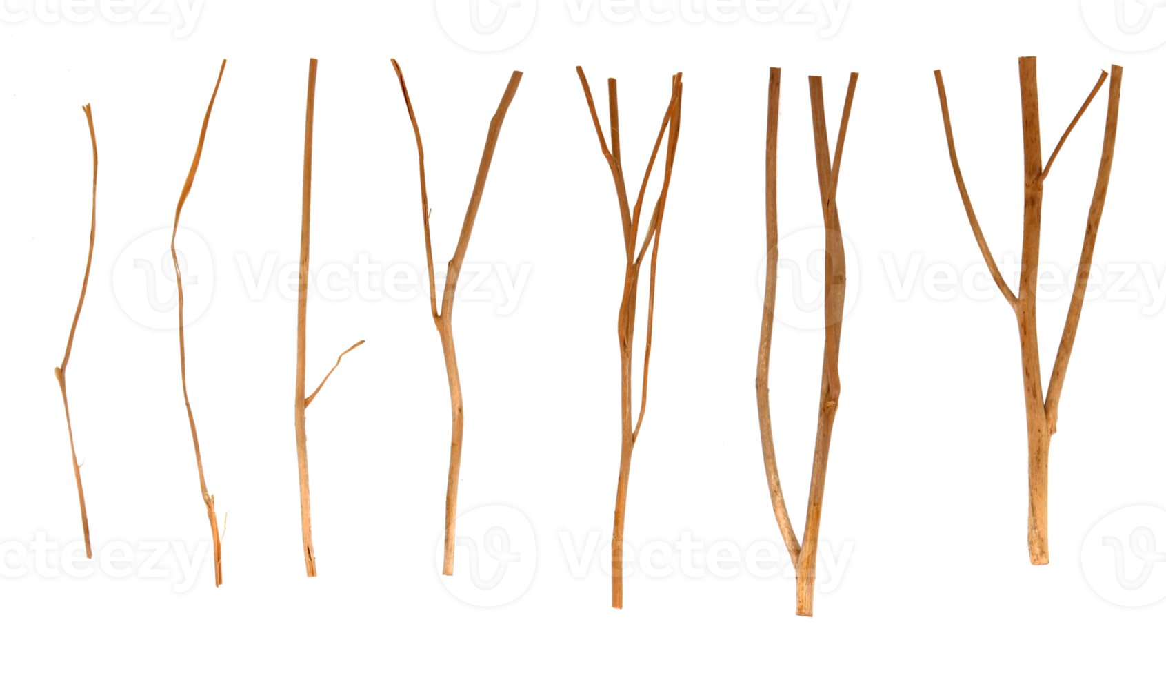 branches d'arbres secs sur fond transparent fichier png