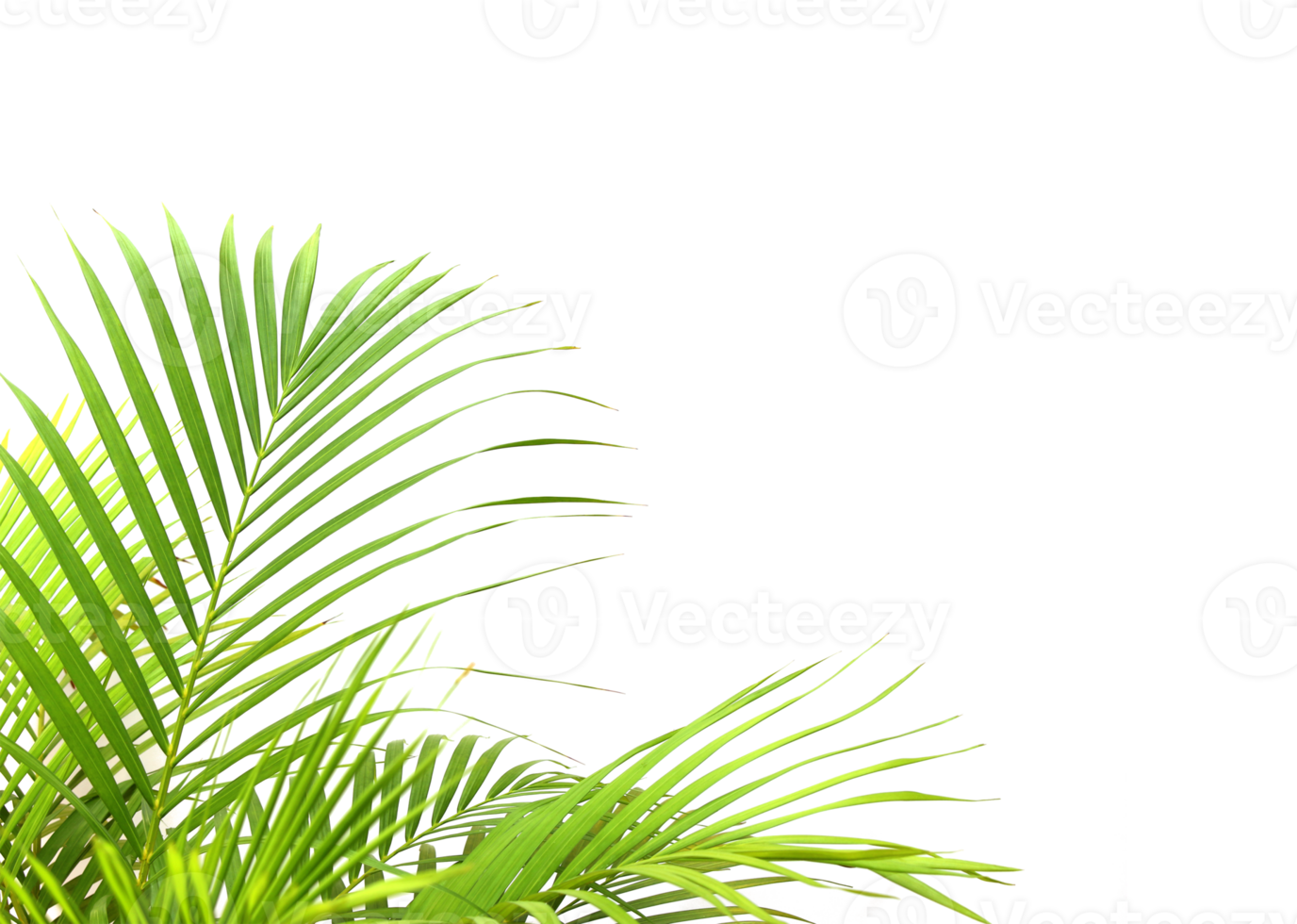 tropical green palm leaf on transparent background png file