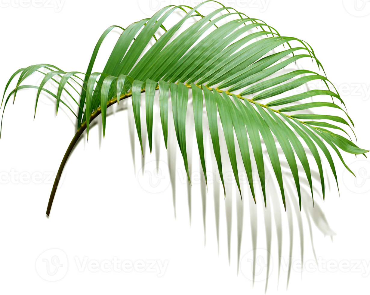 green leaf of palm tree with shadow on transparent png file