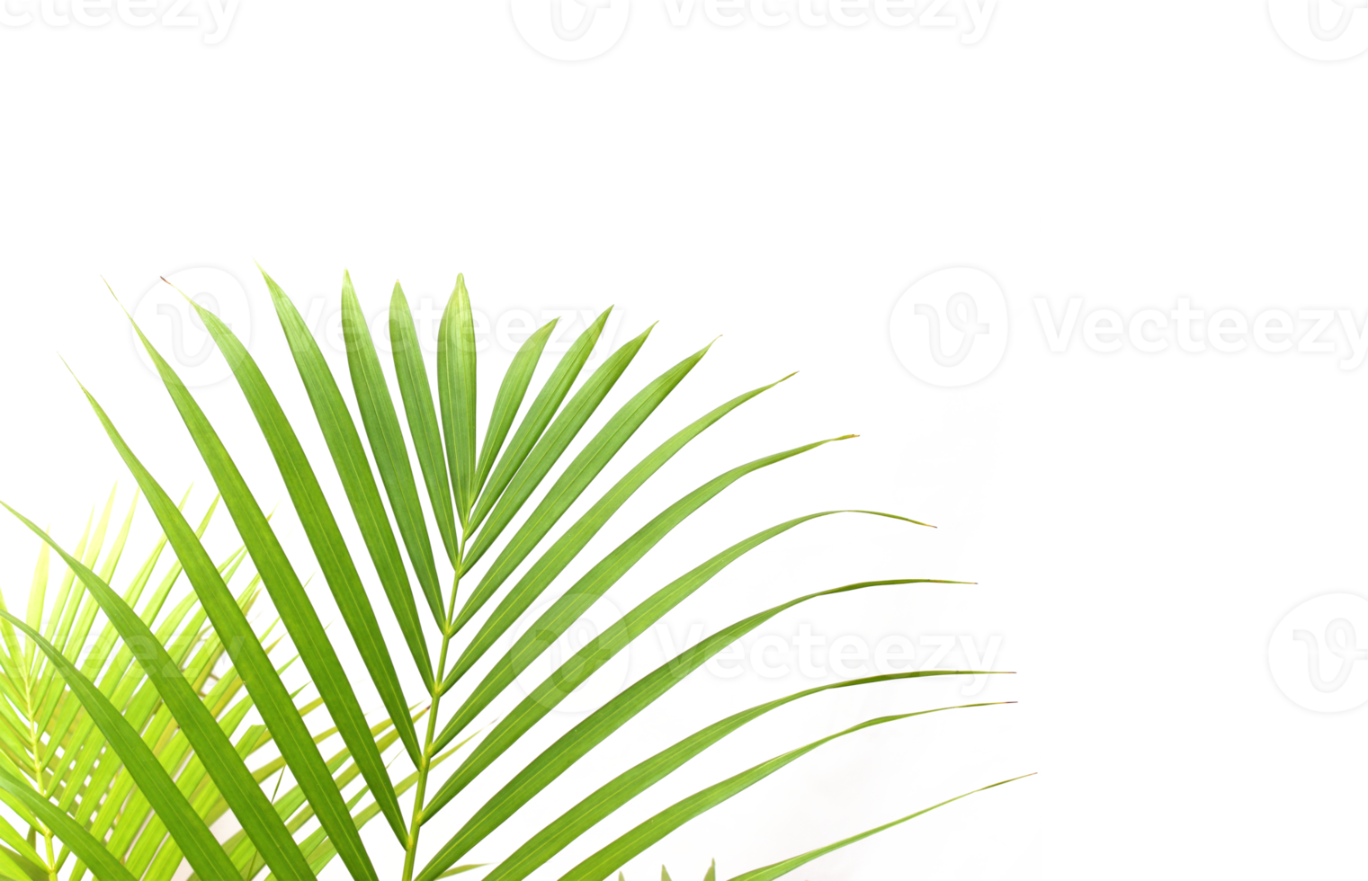 tropical green palm leaf on transparent background png file