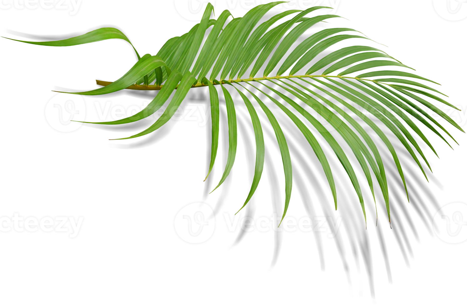 green leaf of palm tree with shadow on transparent png file