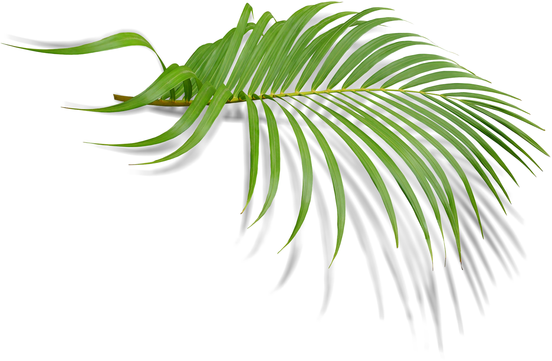 hoja verde de palmera con sombra en archivo png transparente 16332730 PNG