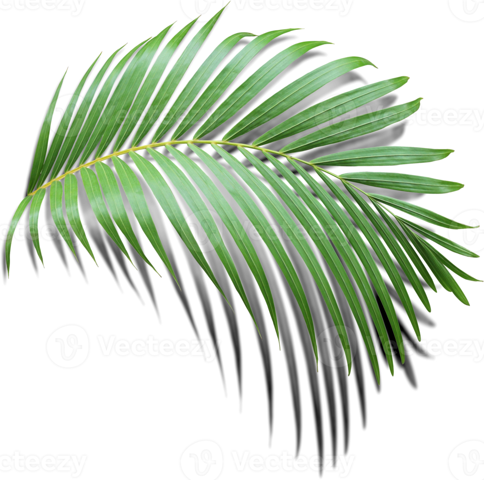 green leaf of palm tree with shadow on transparent png file