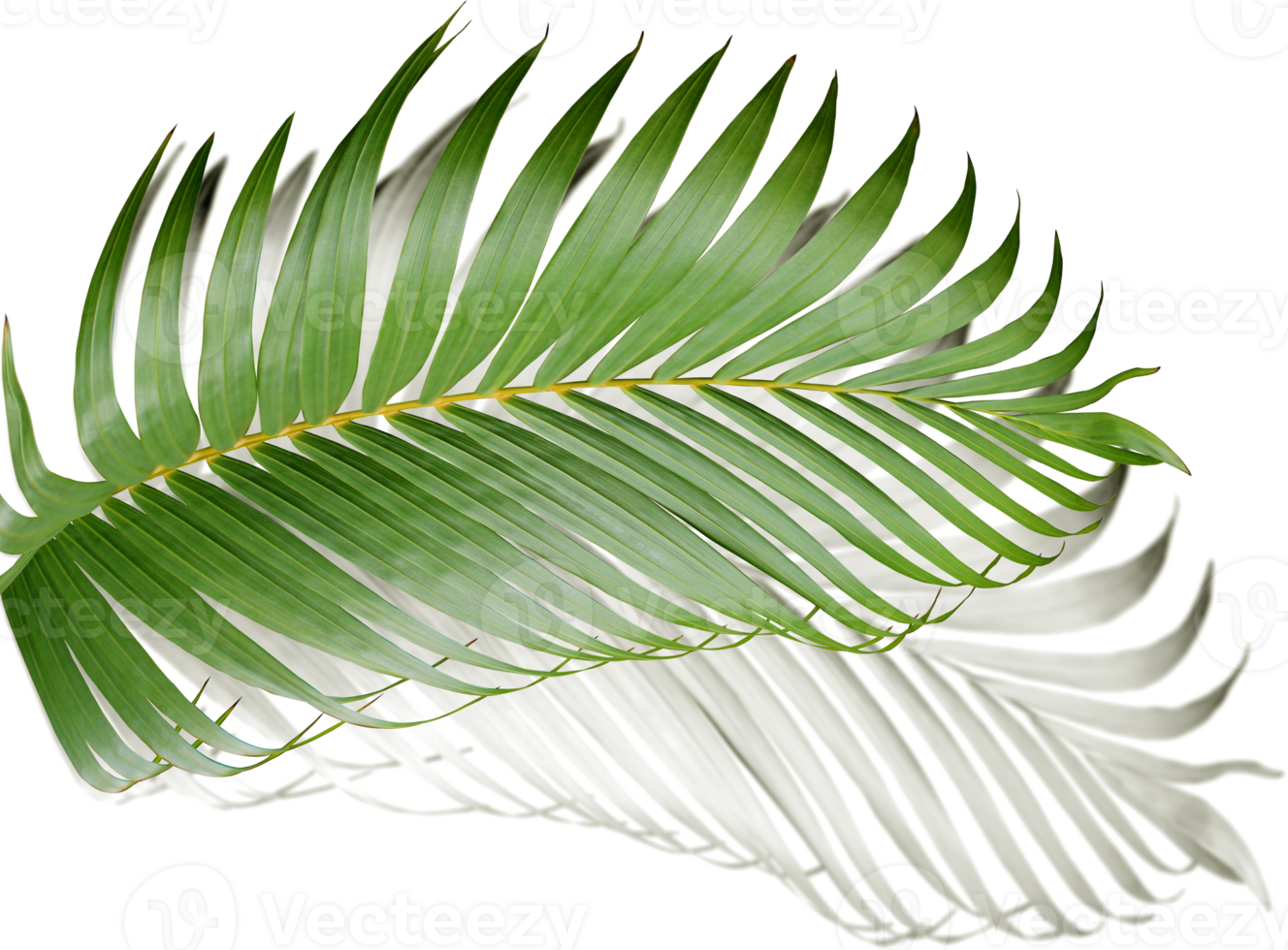 green leaf of palm tree with shadow on transparent png file