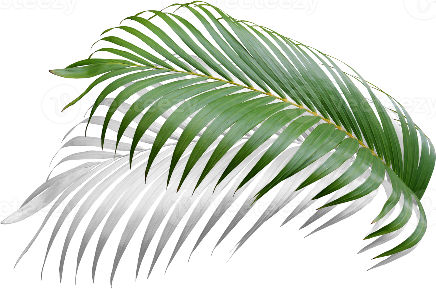 green leaf of palm tree with shadow on transparent png file