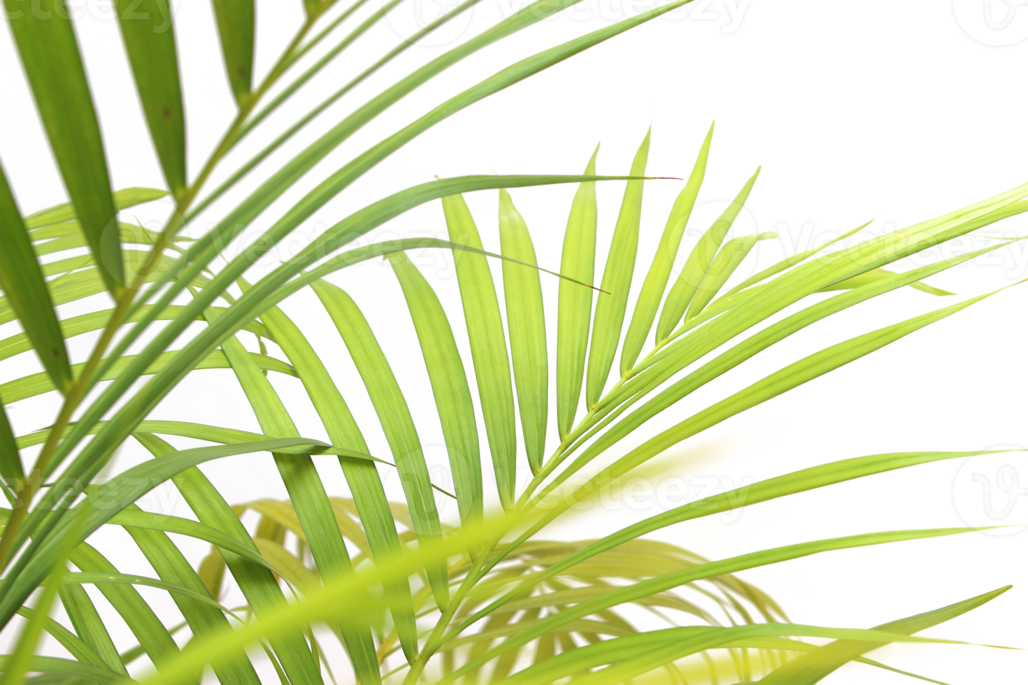 tropical green palm leaf on transparent background png file