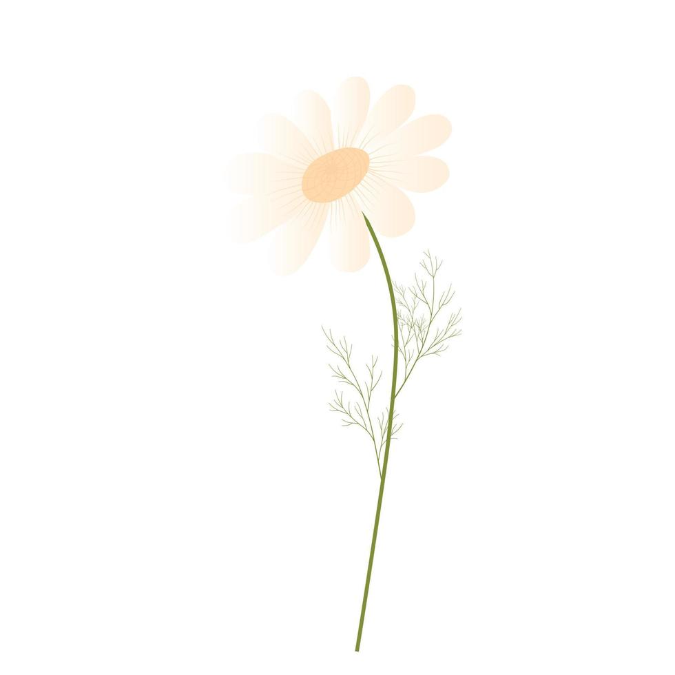 manzanilla. ilustración de stock de vector de margarita. margaritas plantilla de primavera para una tarjeta de invitación. Aislado en un fondo blanco. flor blanca