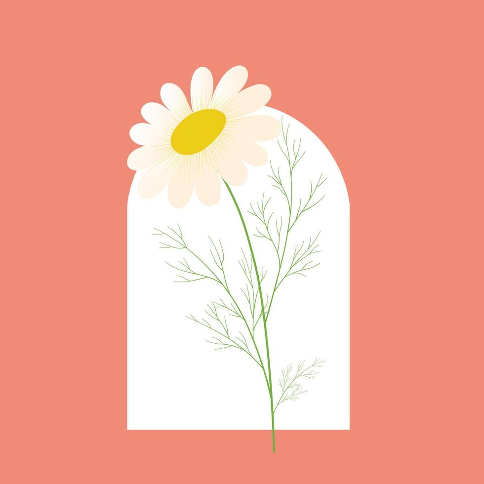 manzanilla. ilustración de stock de vector de margarita. margaritas plantilla de primavera para una tarjeta de invitación. Aislado en un fondo blanco. flor blanca