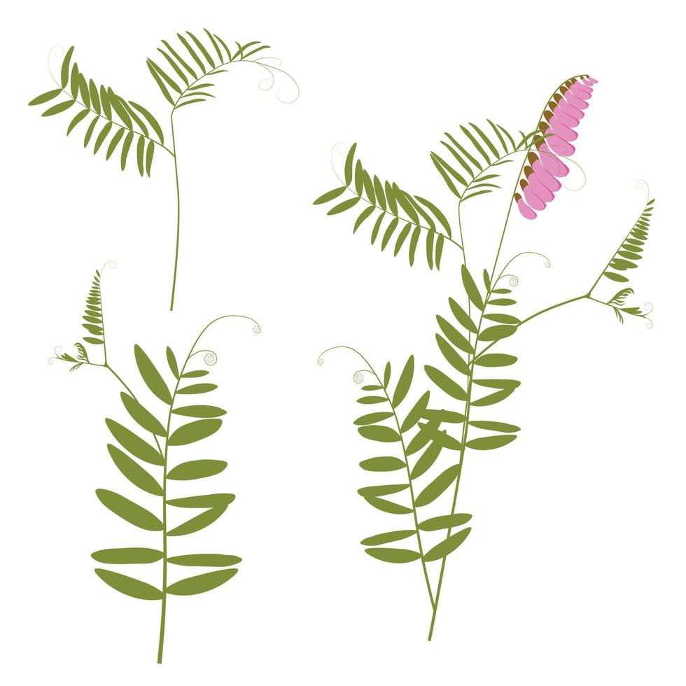 Mouse peas. Wild flower. Vector retro illustration. A wild plant. Meadow grass. Isolated on a white background.