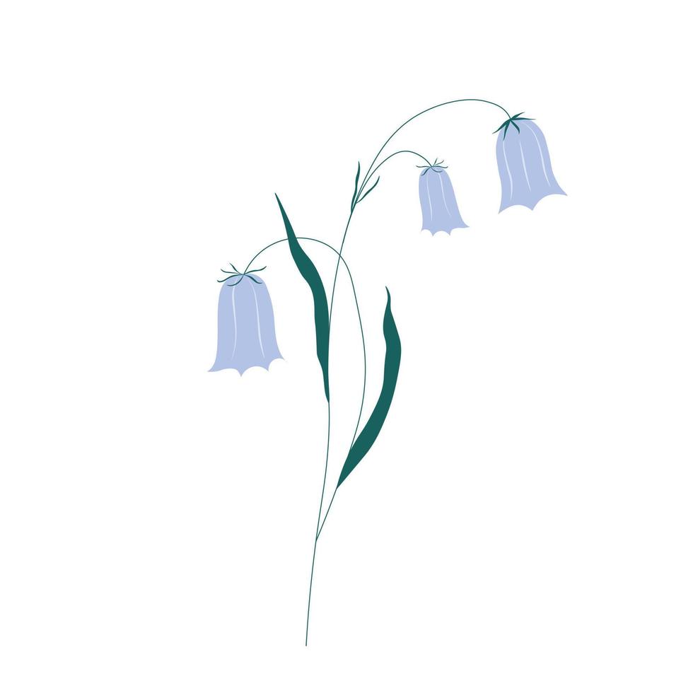 primer plano de flores azules de campanilla que se extienden. ilustración de stock vectorial. flores silvestres campanula patula, campanita, campanilla azul, rapunzel, campanilla. vector