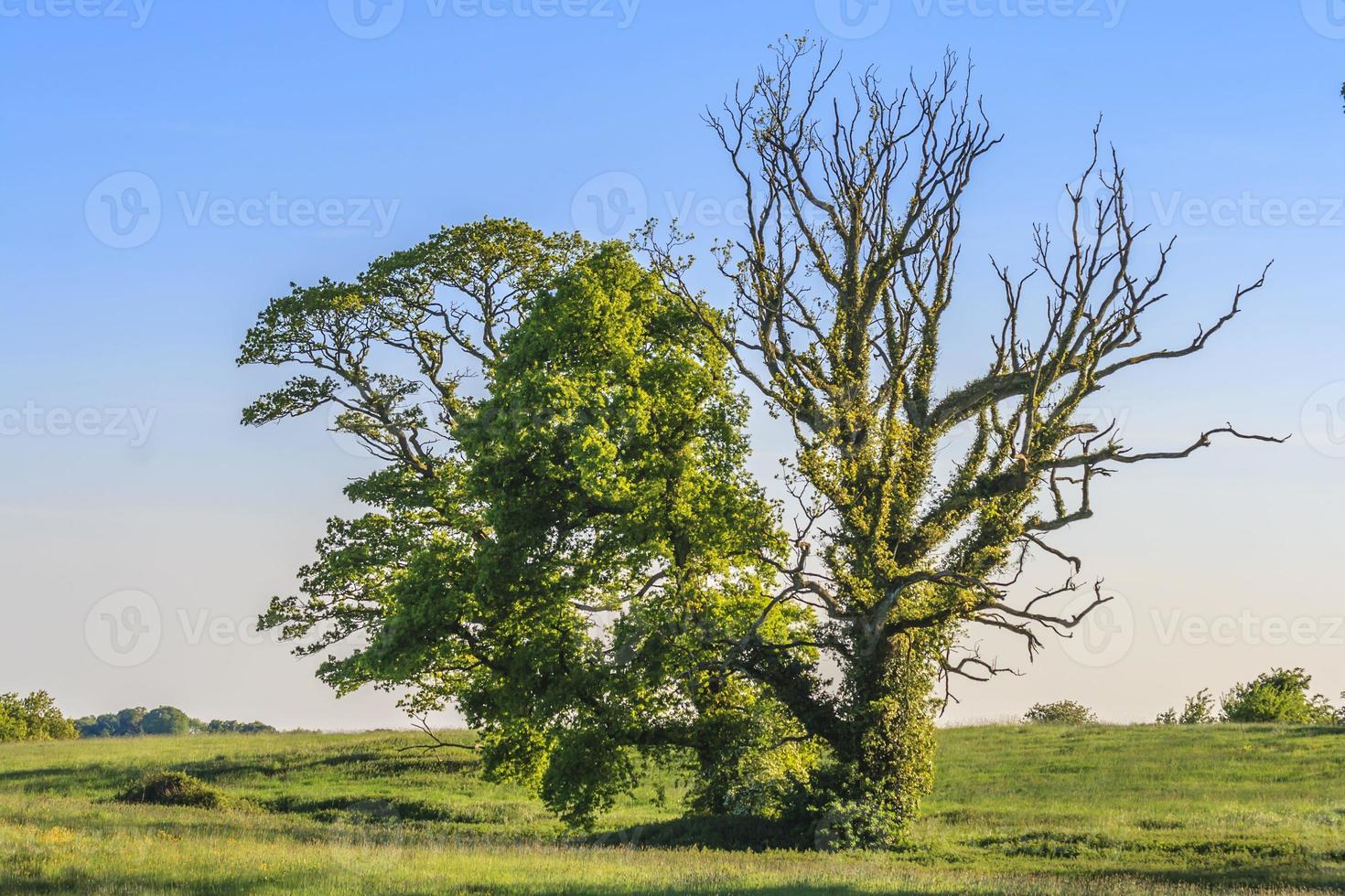 Picture of an old tree with blue skies in background photo