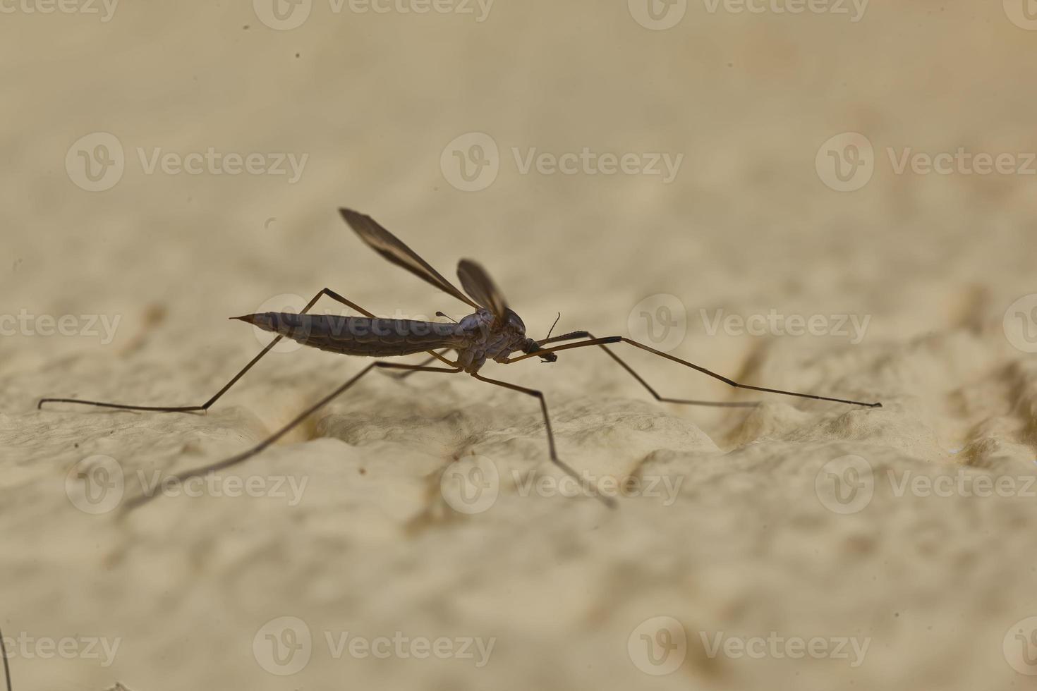 Macro shot of large mosquito on house wall photographed with flash photo