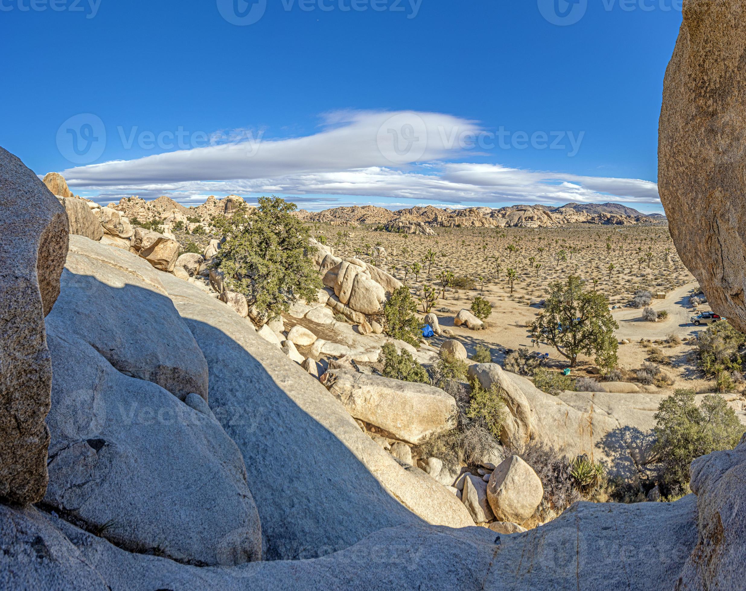 Picture of Yoshua Tree National Park with cactus trees in California