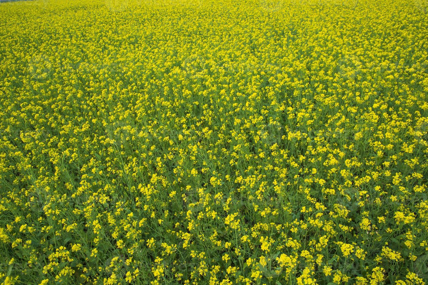 Beautiful Yellow Blooming rapeseed flower in the field natural Landscape view photo