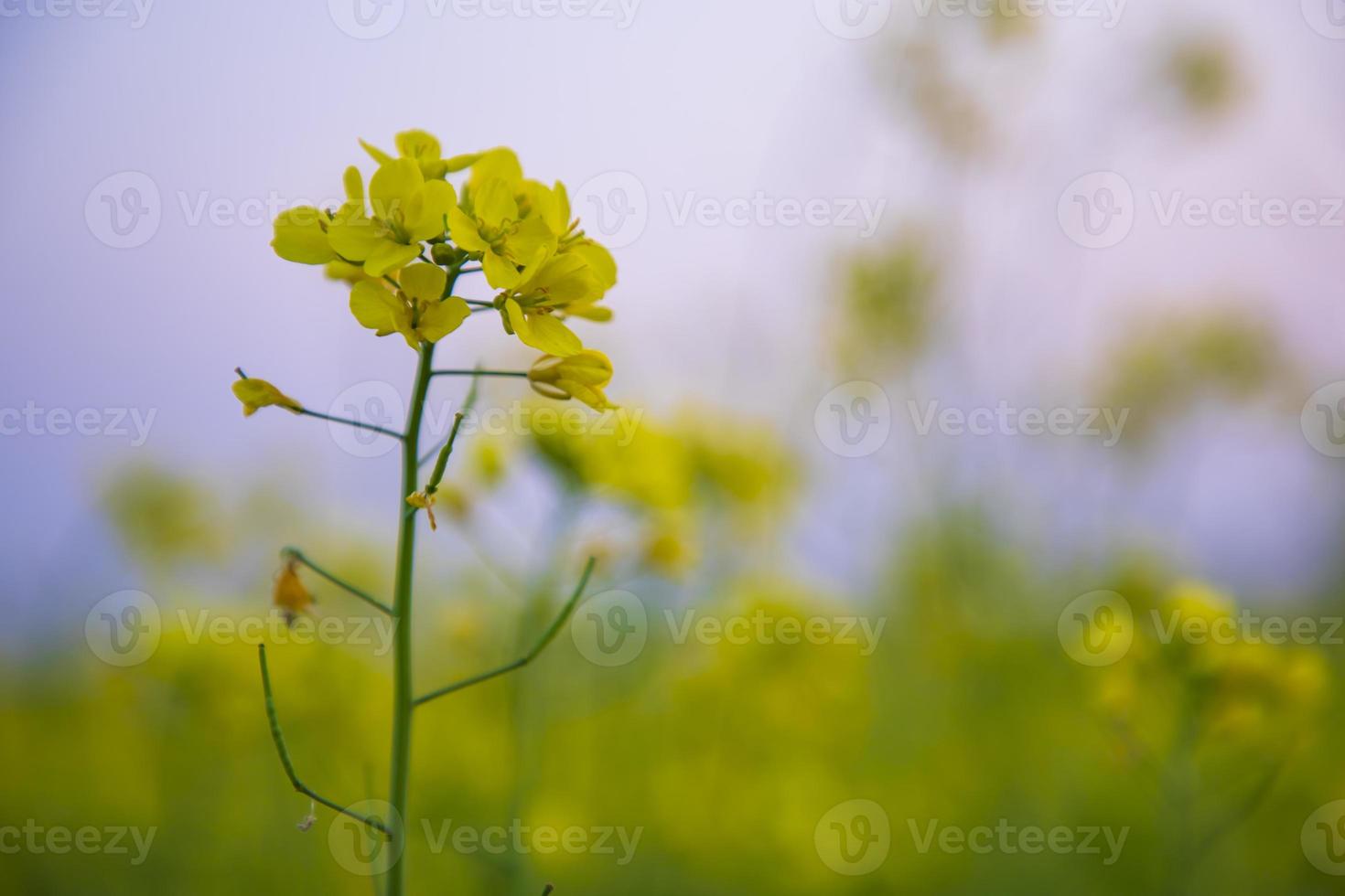 Close-up Focus A Beautiful  Blooming  Yellow rapeseed flower  with blurry background photo