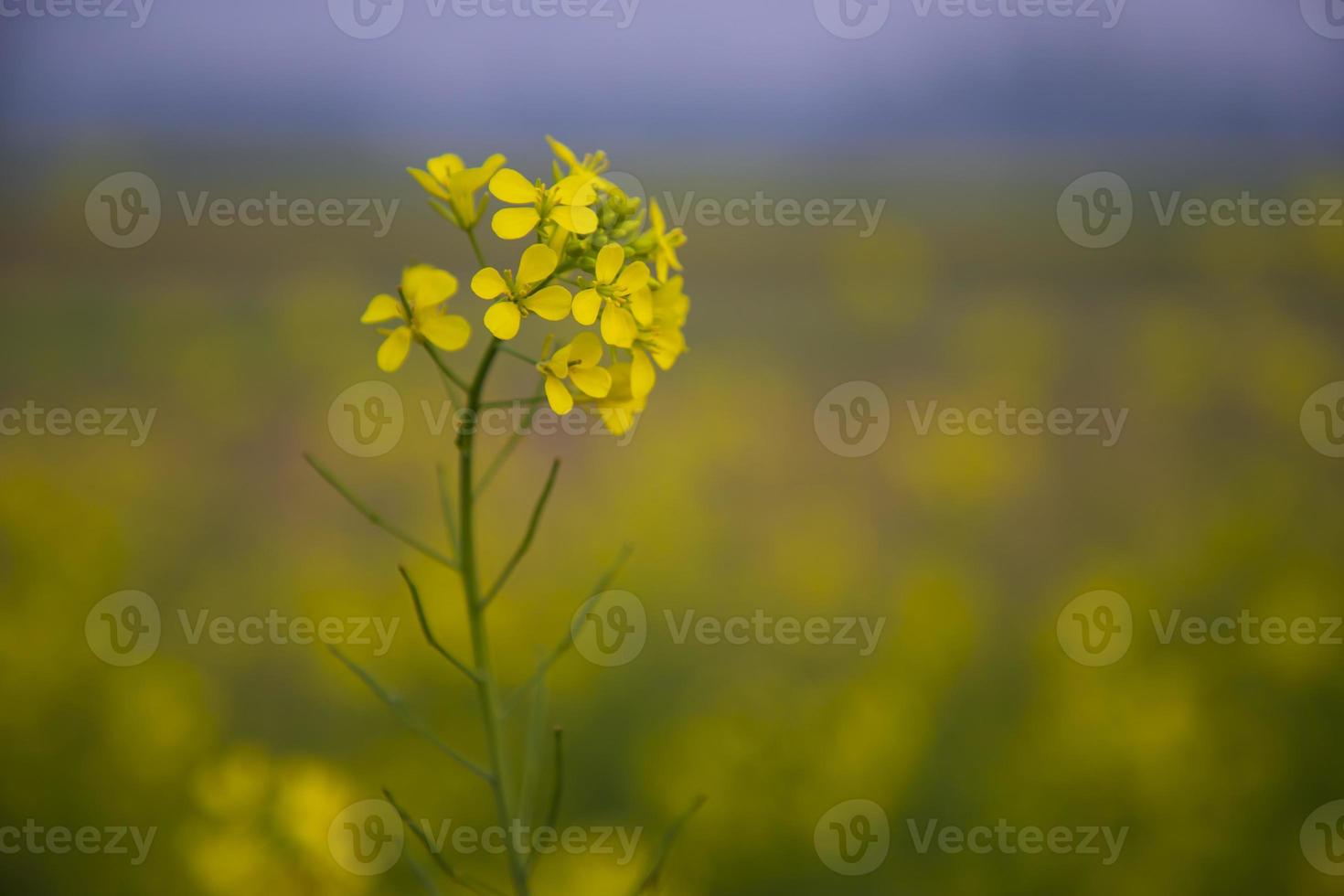 Close-up Focus A Beautiful  Blooming  Yellow rapeseed flower  with blurry background photo