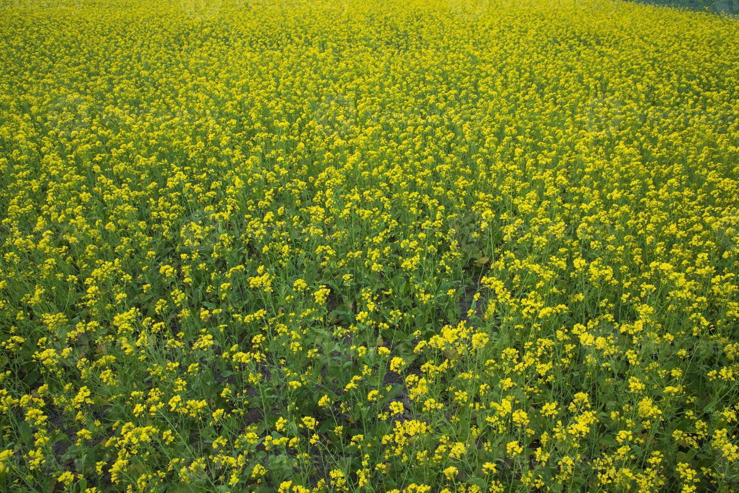 Beautiful Yellow Blooming rapeseed flower in the field natural Landscape view photo