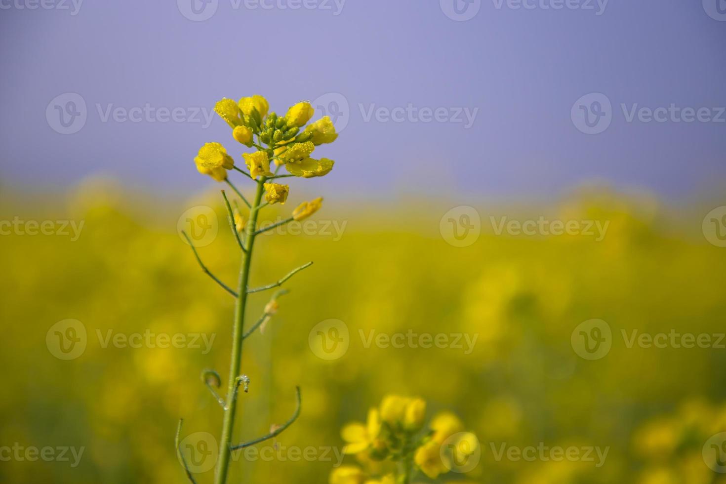 Close-up Focus A Beautiful  Blooming  Yellow rapeseed flower  with blurry background photo