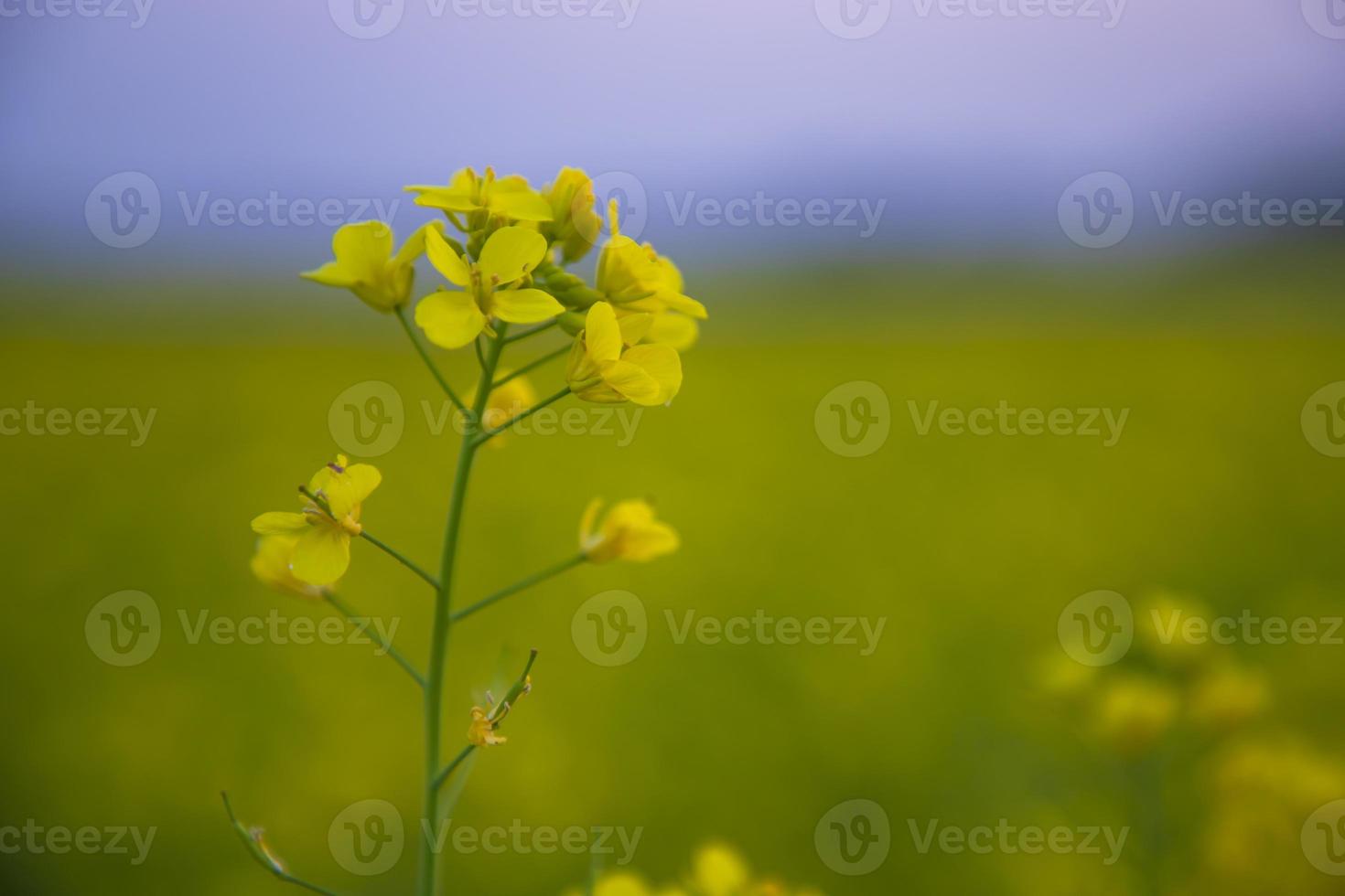 Close-up Focus A Beautiful  Blooming  Yellow rapeseed flower  with blurry background photo